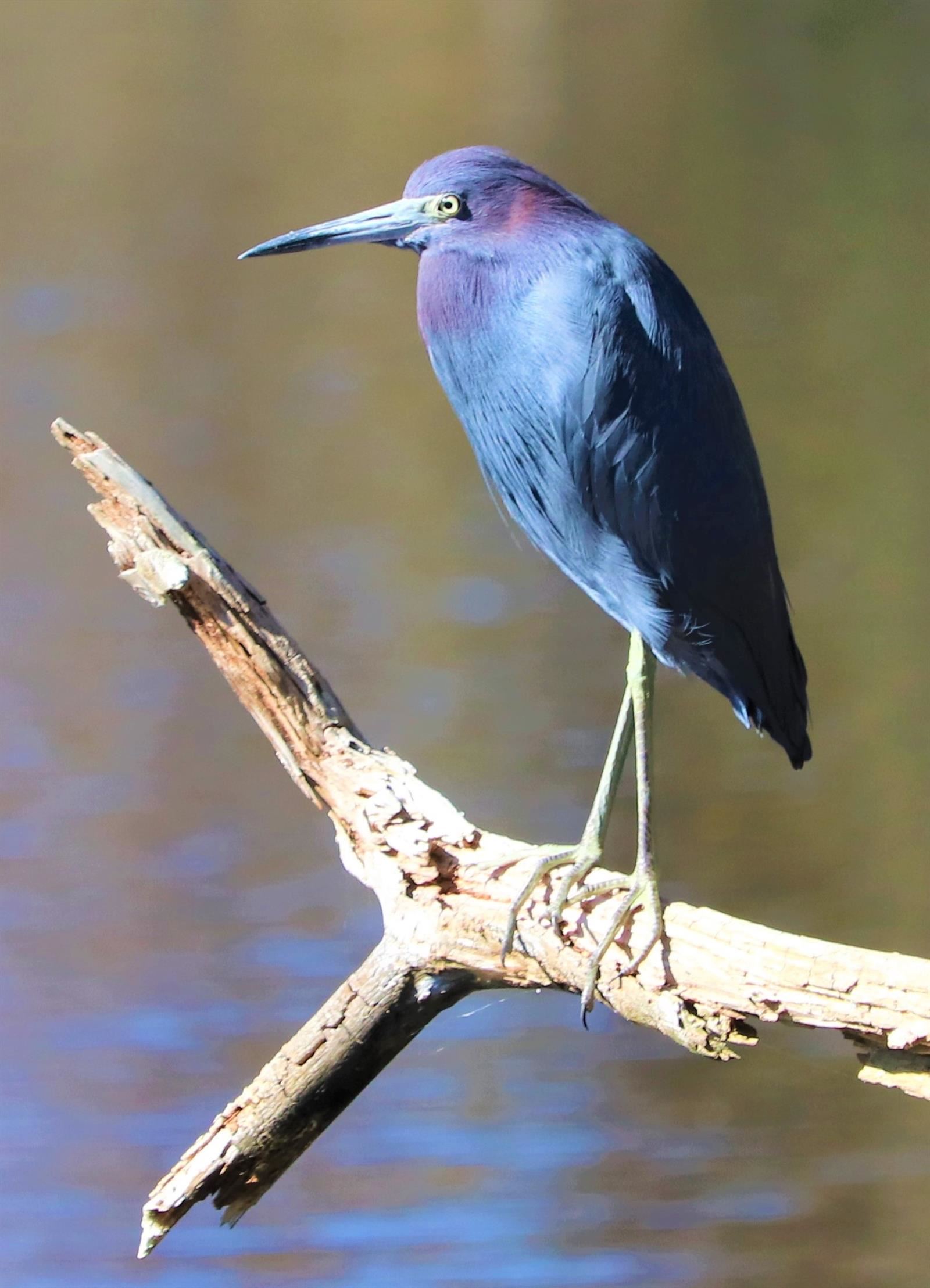 Little Blue Heron 2 